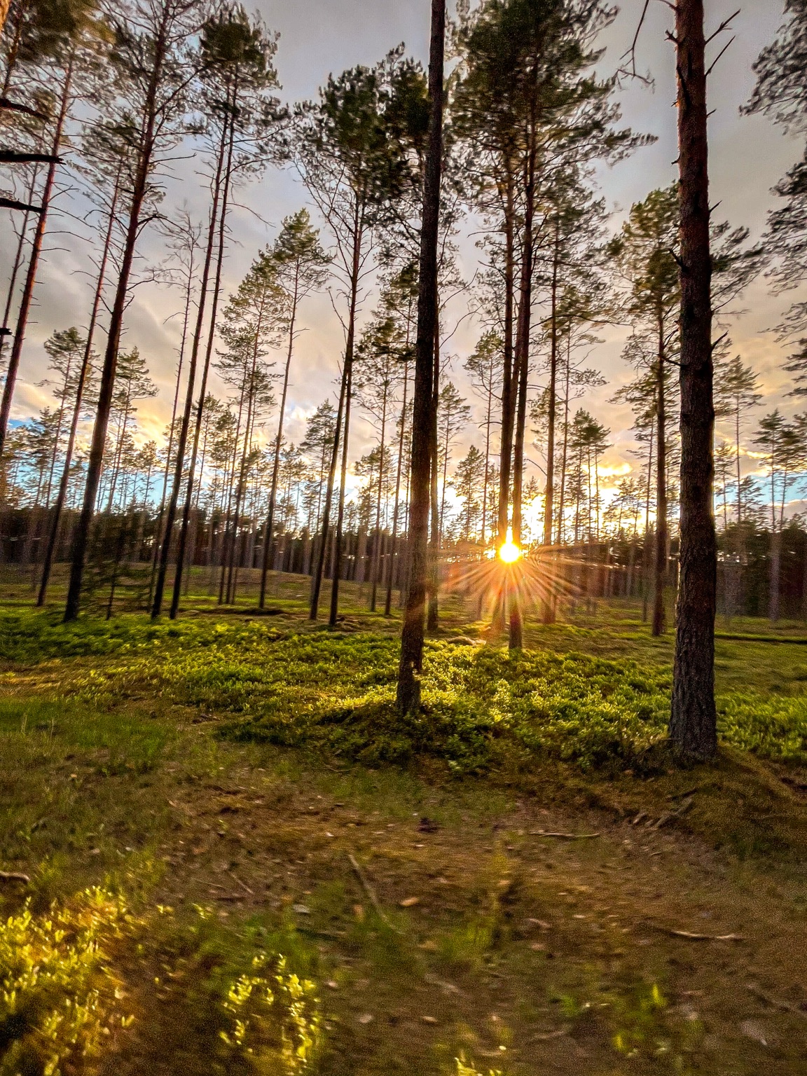 Vilnius Eastbound forest sunset